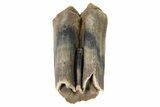 Pleistocene Fossil Steppe Bison Tooth - Siberia #252063-2